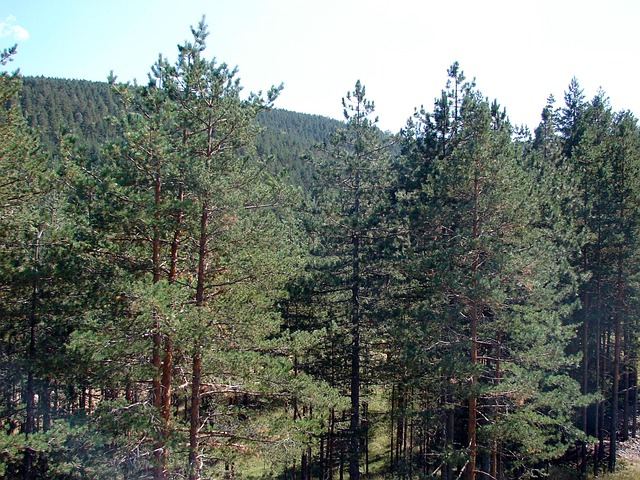 Zlatibor